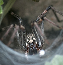 _JOE8788-crop-2-flat ground spider in tunnel