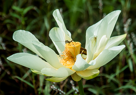 _JOE9990-4-flat-redu Grasshopper on water lily
