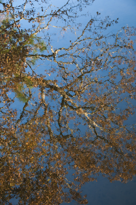 _JOE2053 Tree top reflection in lake
