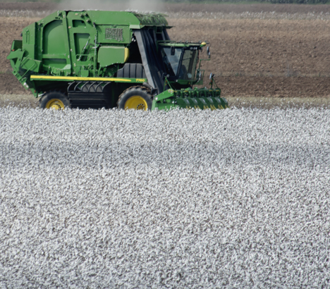 Cotton picker in cotton field