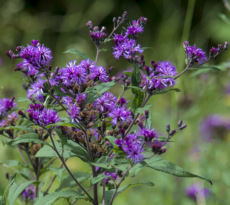 Purple flowers