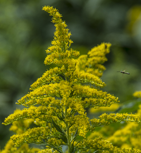 Golden rod bloom and bug