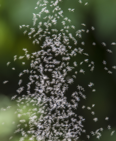 Swarm of small insects