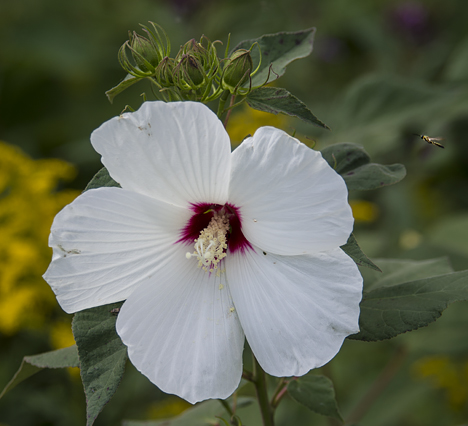 Hollyhock bloom