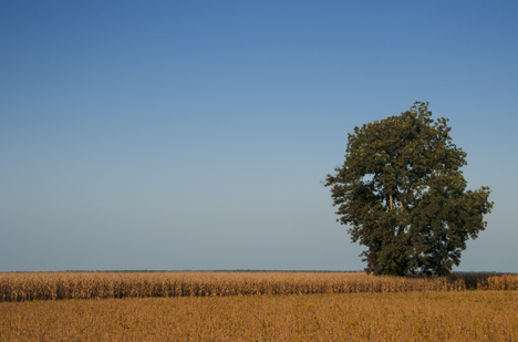Tree in corn field.