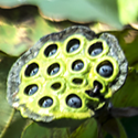 Click the pic to see more blooms and seed pods at Corndancer dot-com