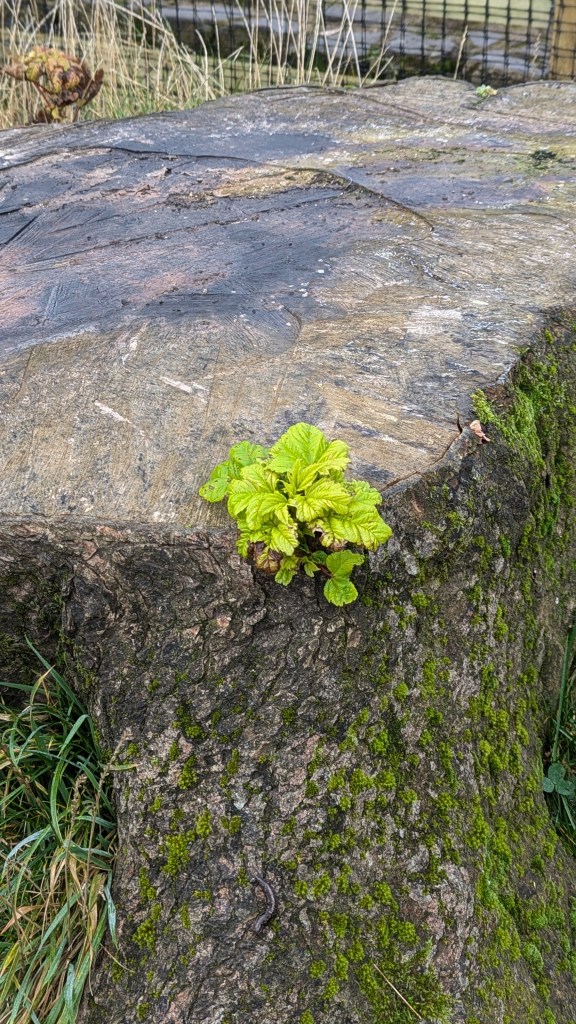 New sprout on Sycamore