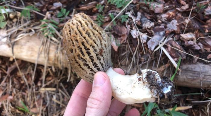 foraging-morel-bootcamp