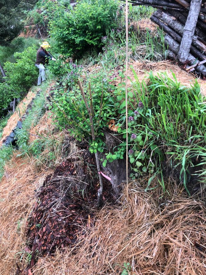 gardening-tree-bootcamp