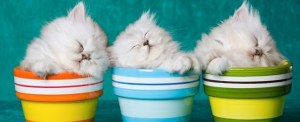 10056_cats