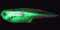 Bioelectric signals: a diagnostic marker for cancer using Xenopus: Chernet & Levin (2013) Disease Models & Mechanisms vol. 6: 595-607
