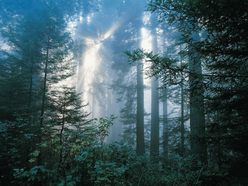 forest