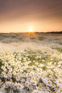 Daisies