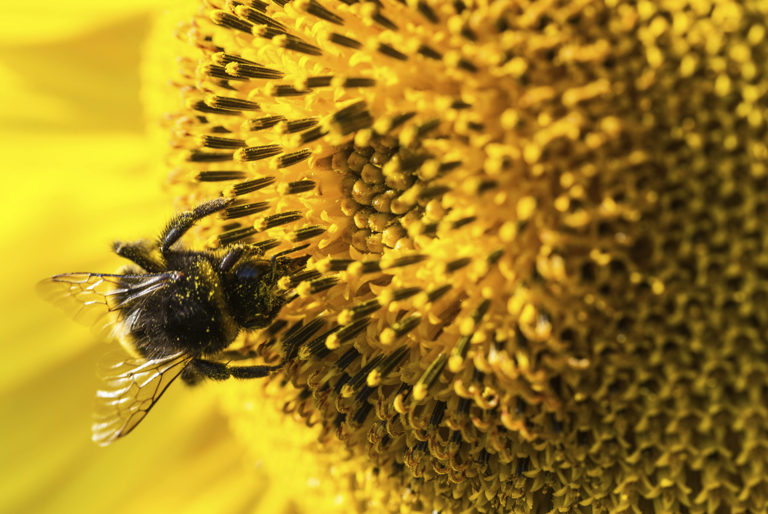 Pollination