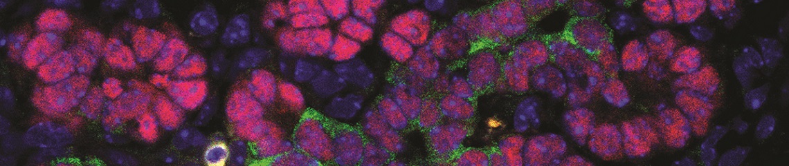 Cover image for header