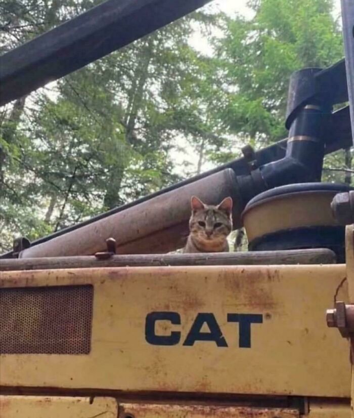 A real cat sitting on a CAT construction vehicle, blending humor and irony in funny pictures that go hard. A real cat sitting on a CAT construction vehicle, blending humor and irony in funny pictures that go hard.