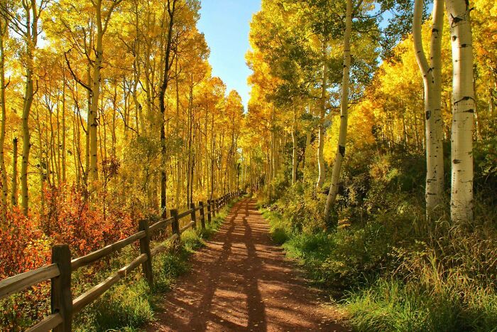 Pathway through forest with vibrant autumn leaf colors and fall foliage under bright sunlight during daytime. Pathway through forest with vibrant autumn leaf colors and fall foliage under bright sunlight during daytime.