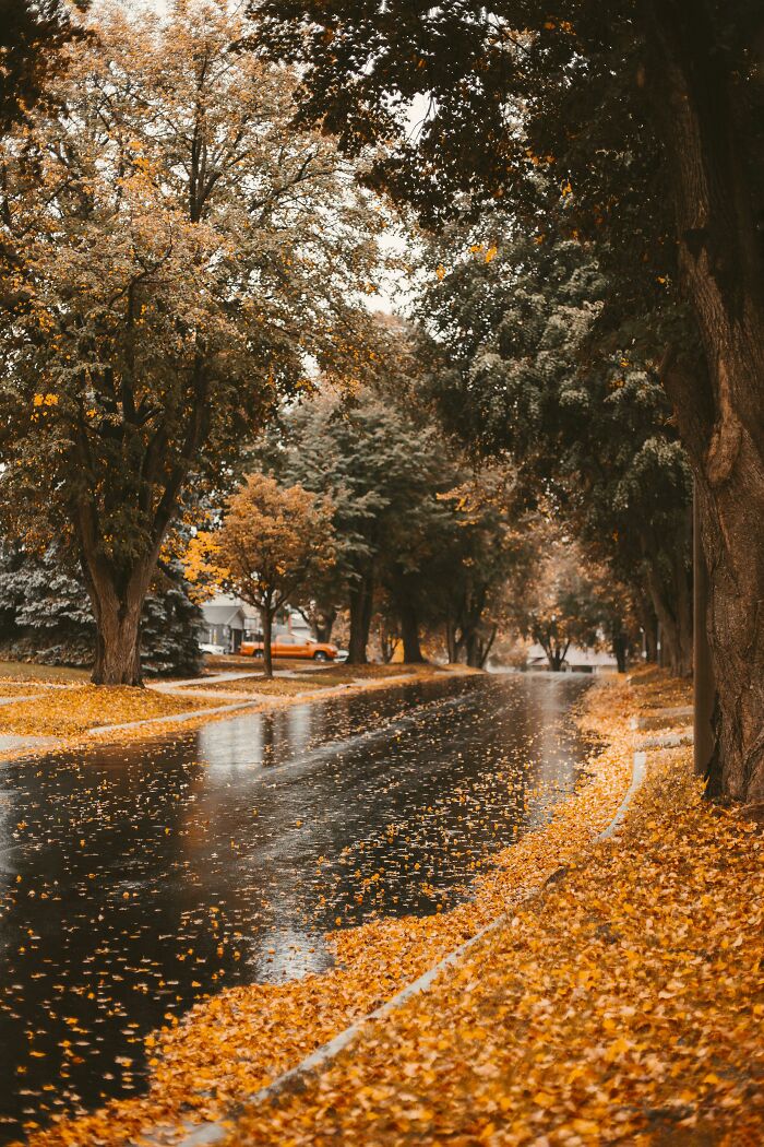 Autumn leaf colors covering a tree-lined street and wet road reflecting fall foliage in a quiet neighborhood. Autumn leaf colors covering a tree-lined street and wet road reflecting fall foliage in a quiet neighborhood.