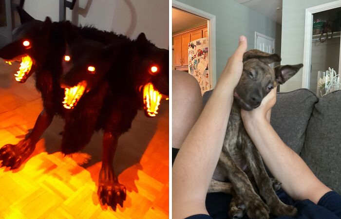 Hey Pandas, Show Me Your Spookiest Animal Photos (Closed)