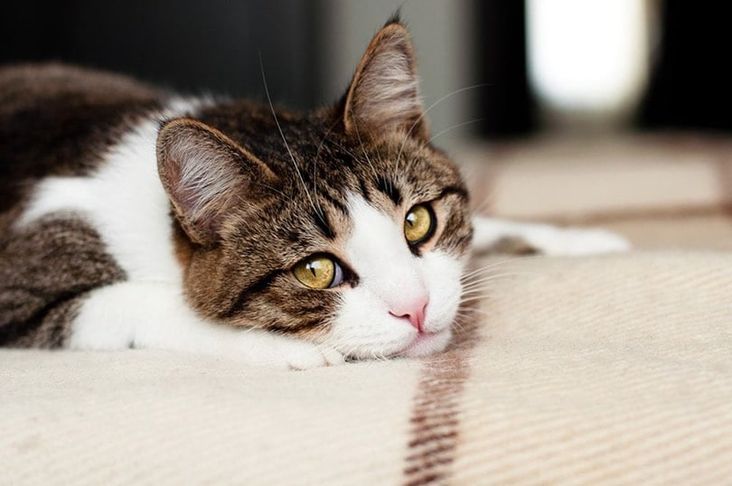 How Do I Apologize to My Cat in A Way They Understand? 7 Vet-Approved Ways - Catster