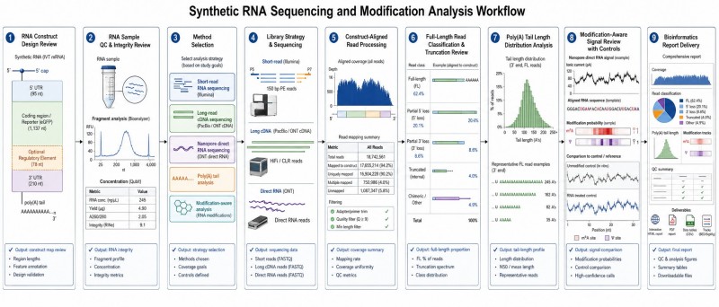 Synthetic RNA sequencing workflow with poly(A) and modification-aware analysis
