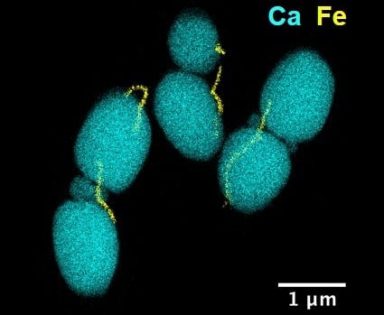 CCP1 image BEAMM CCP1 image BEAMM