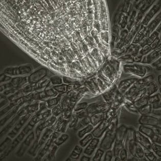 Nfrfp Pot1e vide arabete apex _02 Coiffe de racine d'Arabidopsis