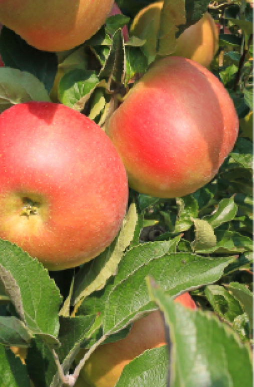seasonal_work_campaign_homepage_banner