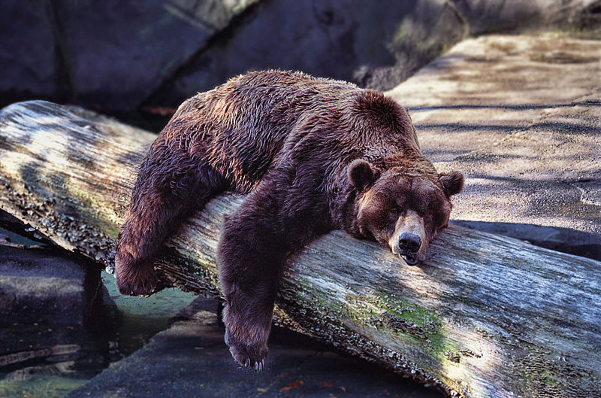 ESA - Bear sleeping