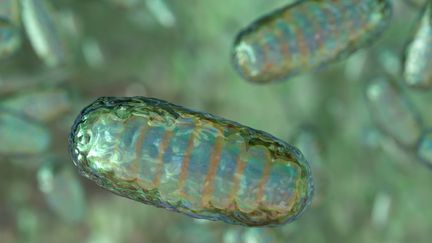 Illustration informatique des mitochondries, des organites cellulaires. Photo d'illustration (MARK GARLICK/SCIENCE PHOTO LIBRA / SCIENCE PHOTO LIBRARY RF)