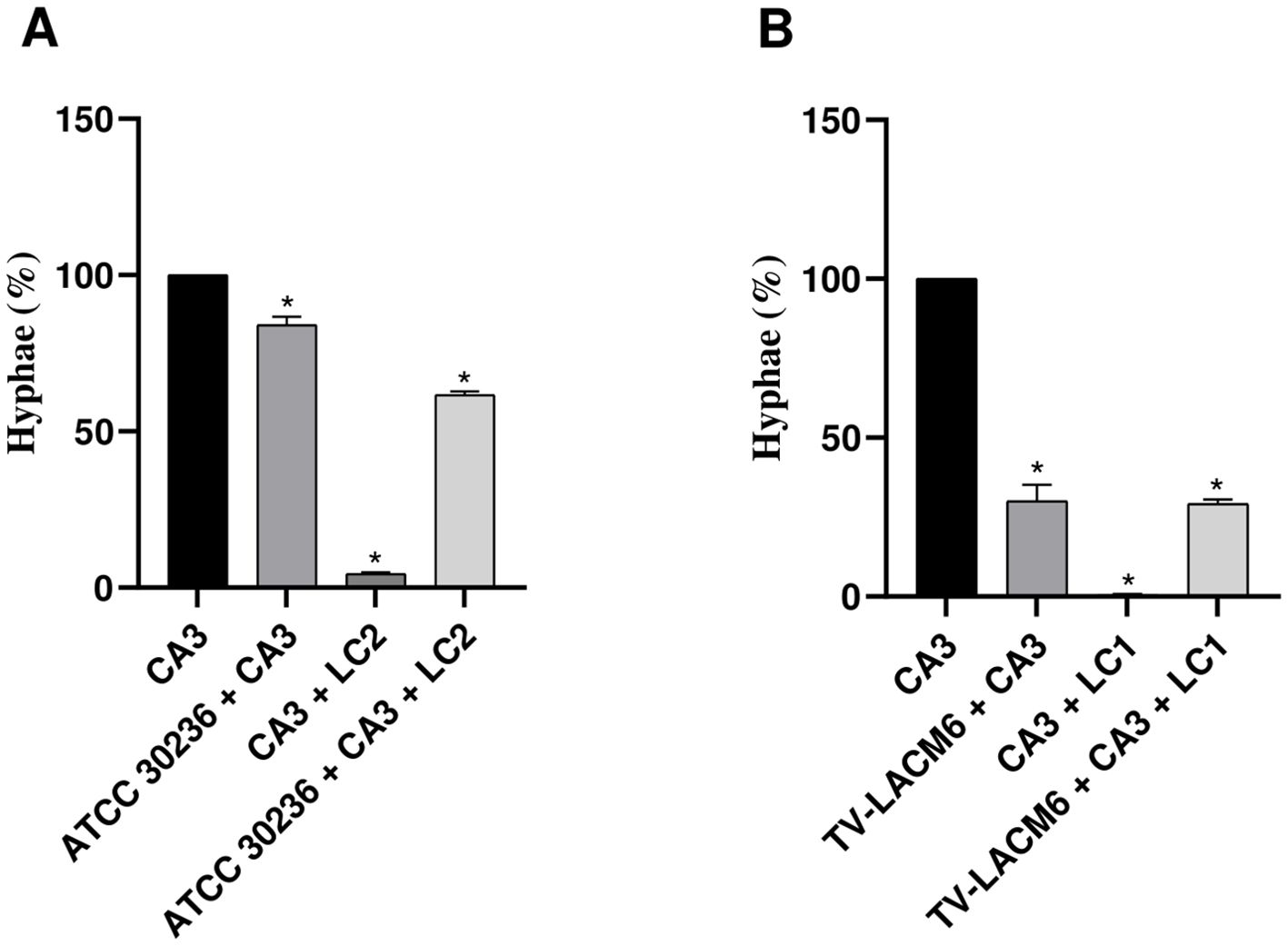 Bar graphs A and B show the percentage of hyphae under different conditions. In graph A, the conditions are CA3, ATCC 30236 + CA3, CA3 + LC2, and ATCC 30236 + CA3 + LC2. In graph B, the conditions are CA3, TV-LACM6 + CA3, CA3 + LC1, and TV-LACM6 + CA3 + LC1. CA3 shows the highest percentage in both graphs, while combinations with LC2 or LC1 show reduced hyphae formation. Asterisks indicate statistical significance.
