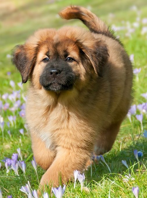 Tibetan Mastiff Owner's Guide | Greencross Vets