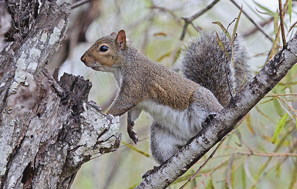 Late-Season Squirrels