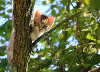 Tenha em atenção a saúde e a higiene do gato Tenha em atenção á saúde e higiene do gato