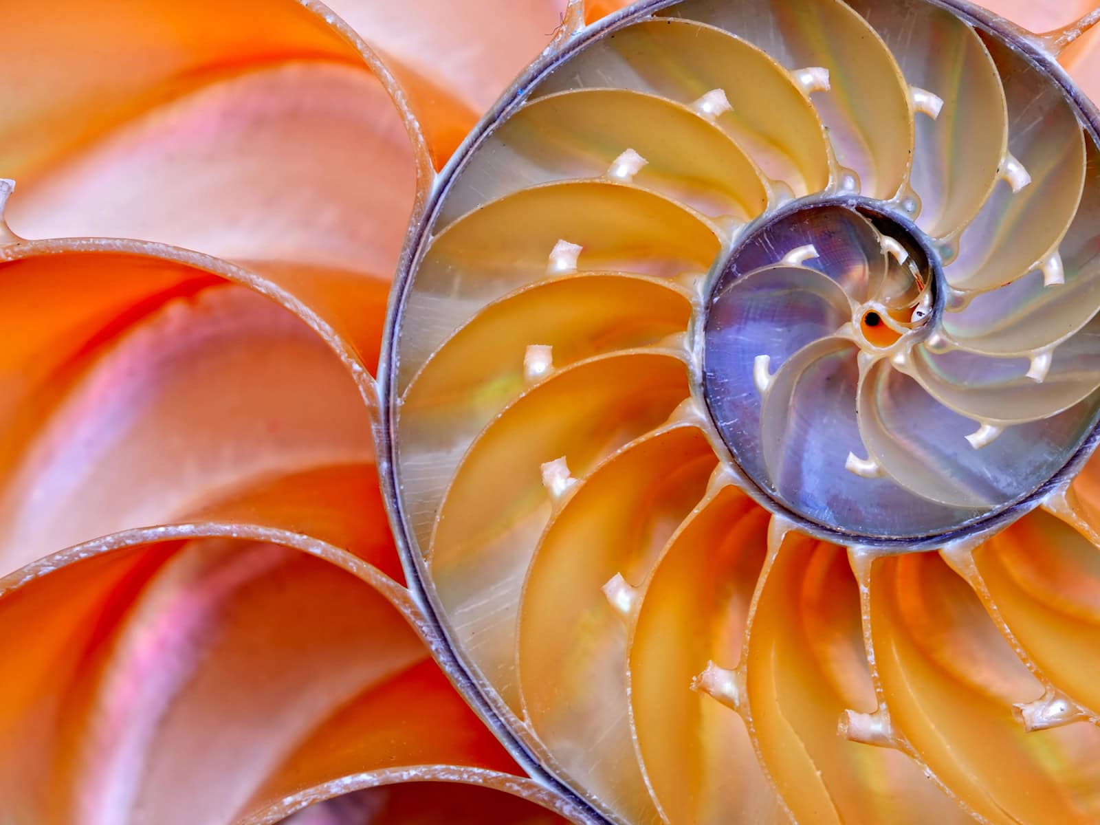 River-Activities-CreativeEngage-DistinctiveVoices Close-up of a spiral shell