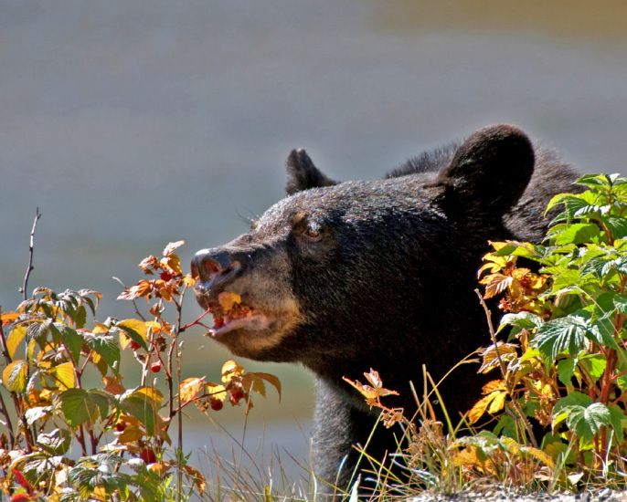 Spring is here, and with it some very hungry bears - NDOW