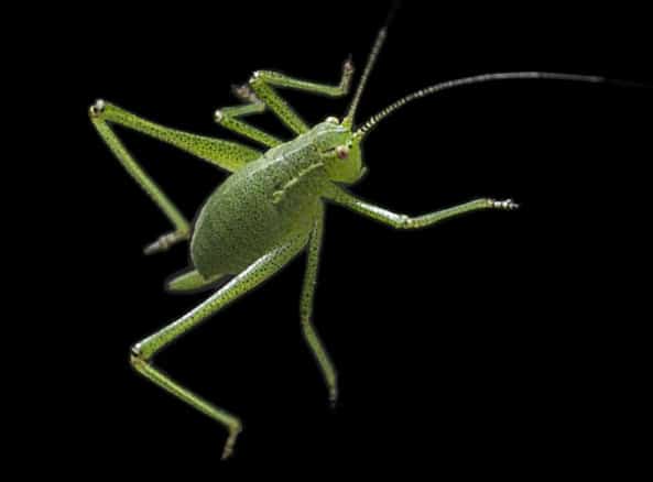 Debugging introduces bug(s)?