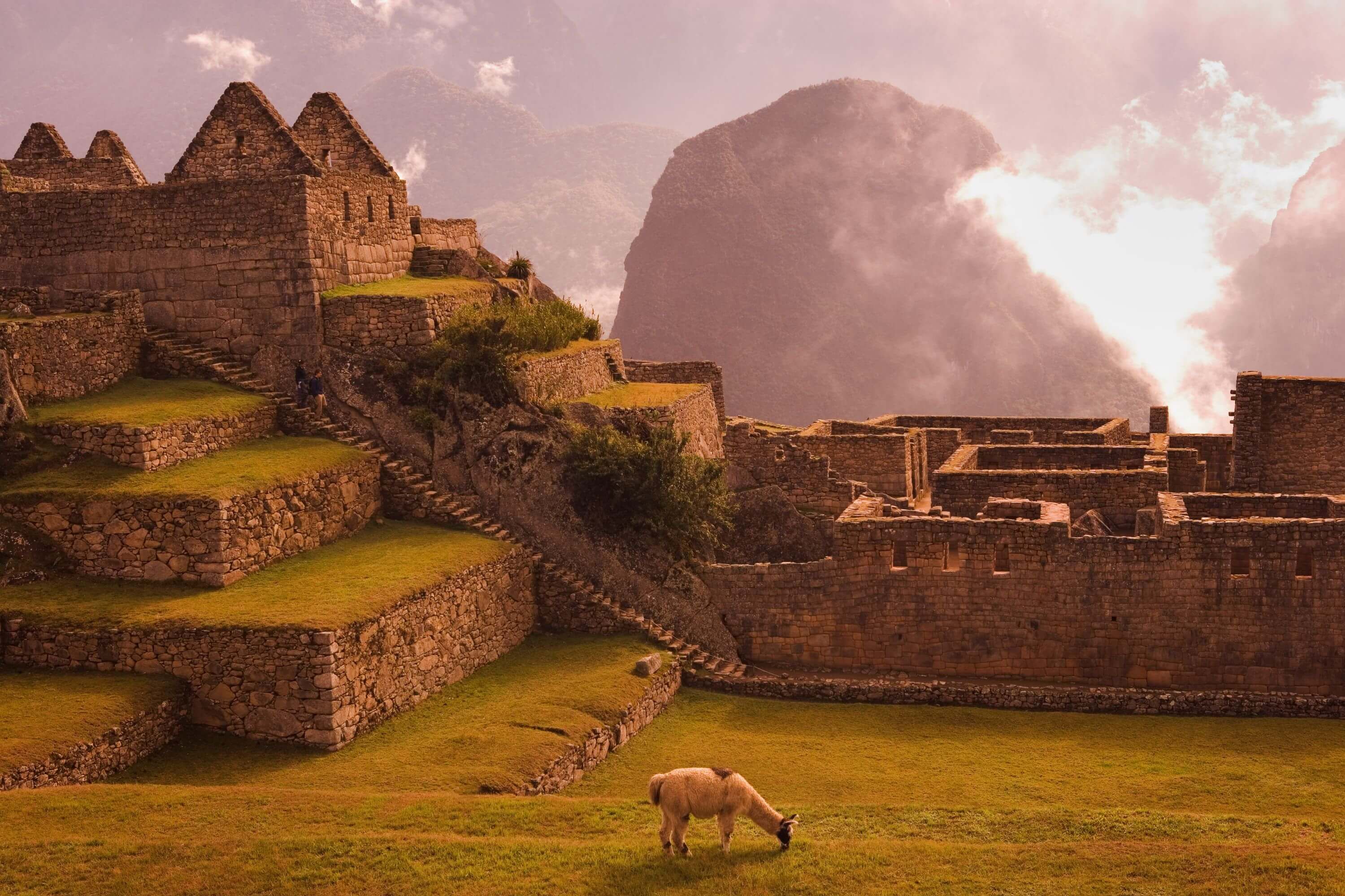 Lama broutant au Machu Picchu