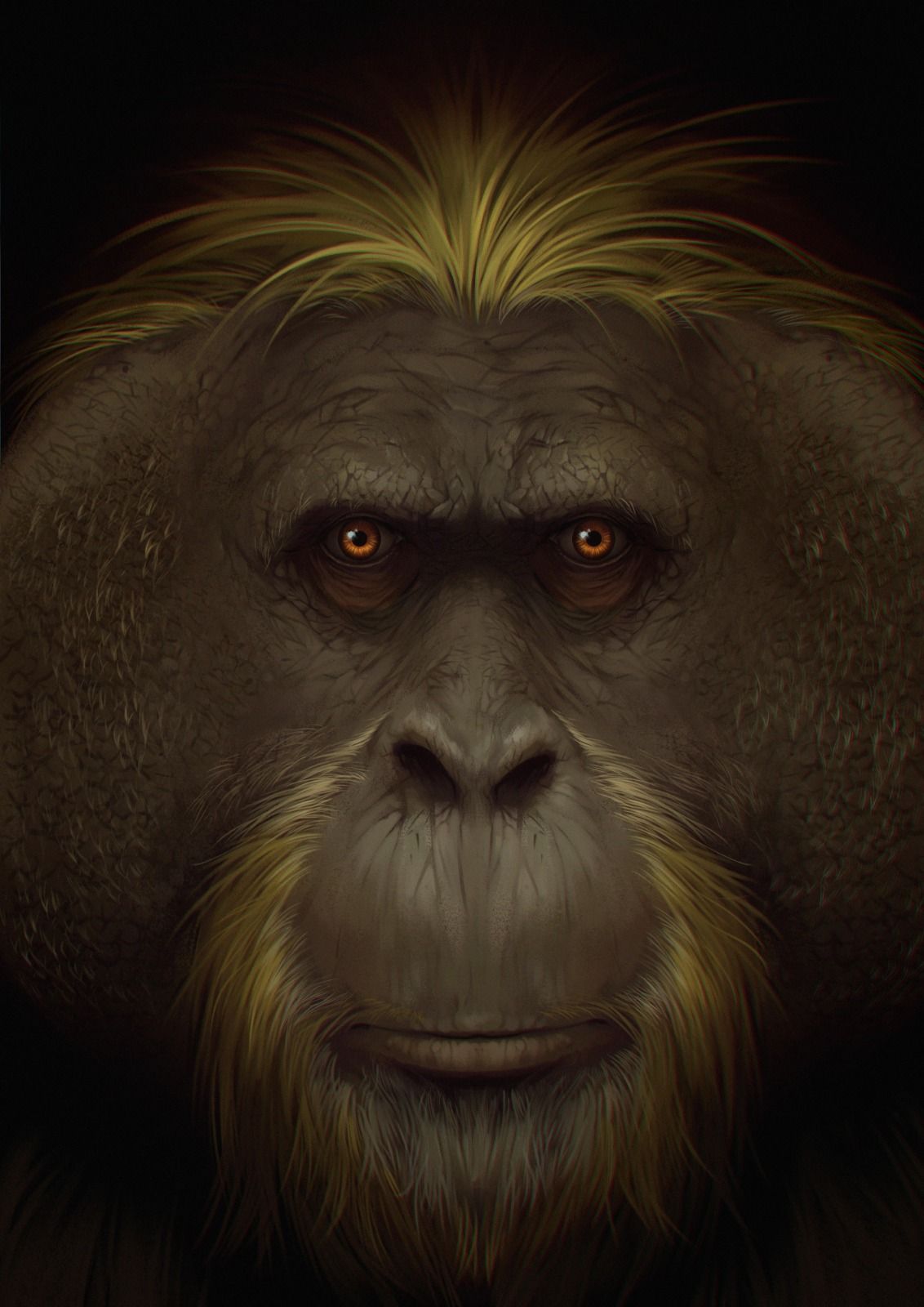Le "Gigantopithecus Blacki" faisait plus de 3 mètres et pesait plus de 250 kg.