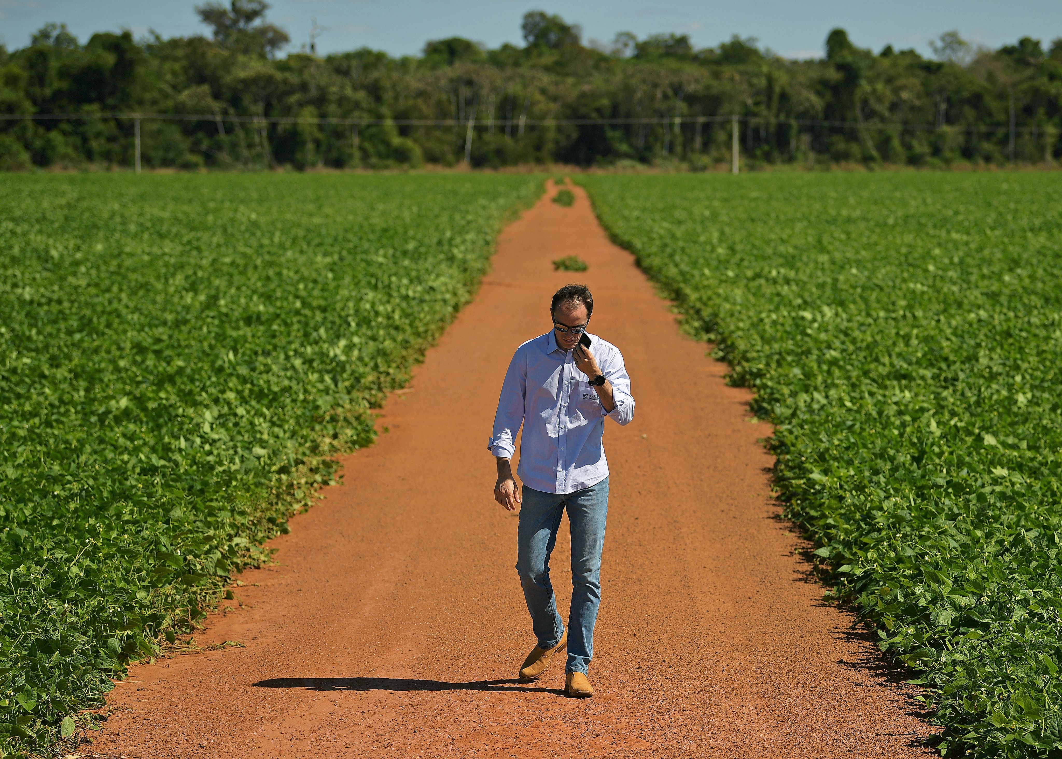 Plantation de soja dans la province du Mato Grosso, au Brésil, dont une bonne partie de la production partira en Chine.