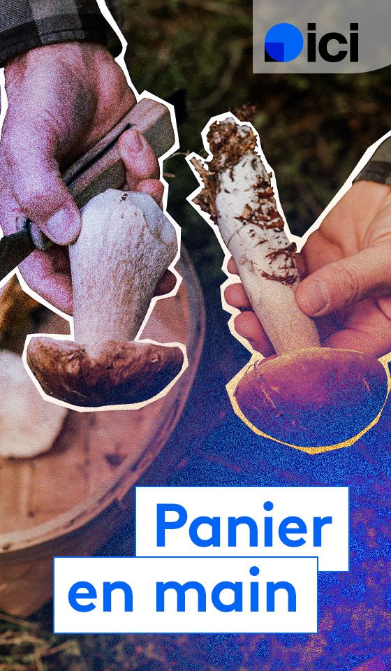 Champignons