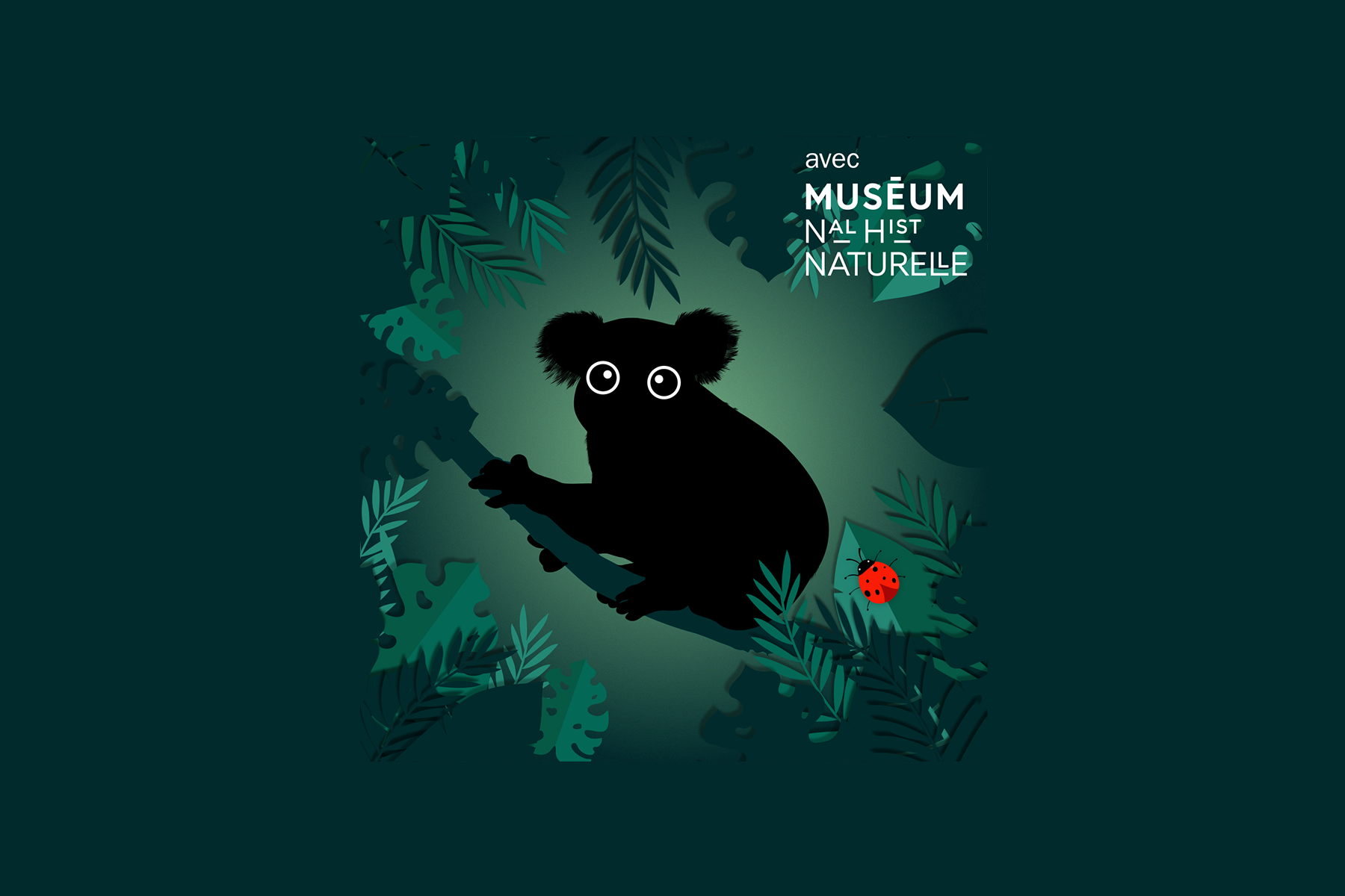 Le koala