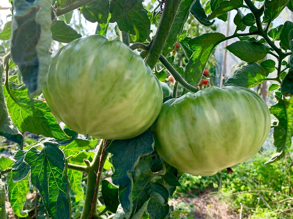 Tomates vertes