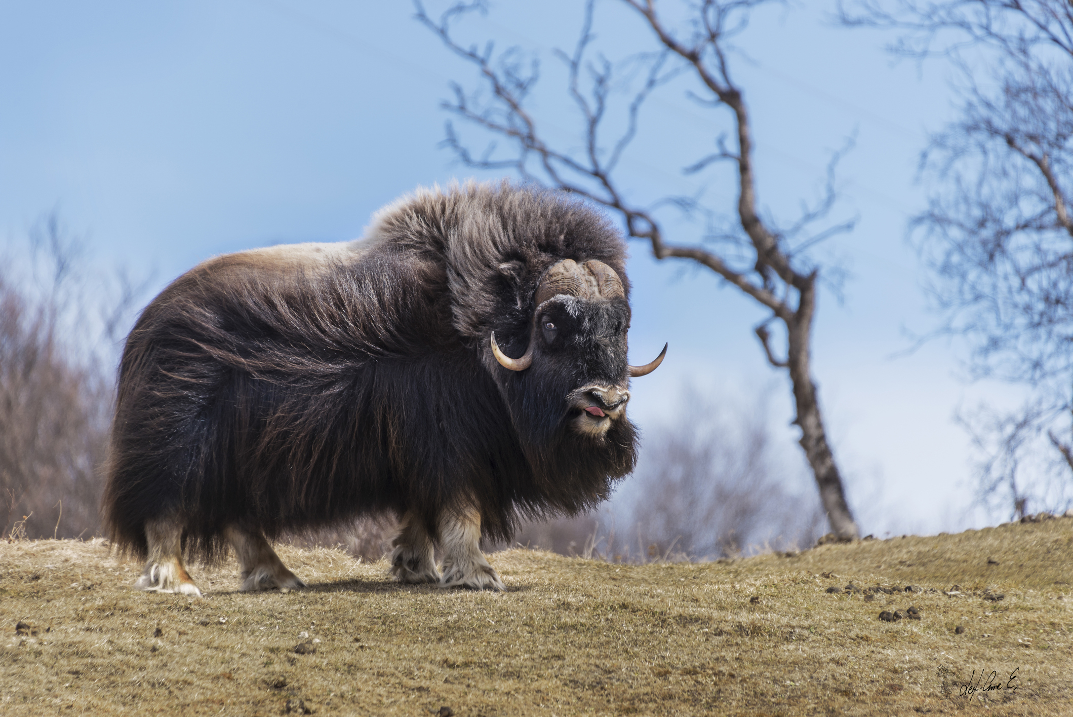 Un ovibos photographié en Norvège