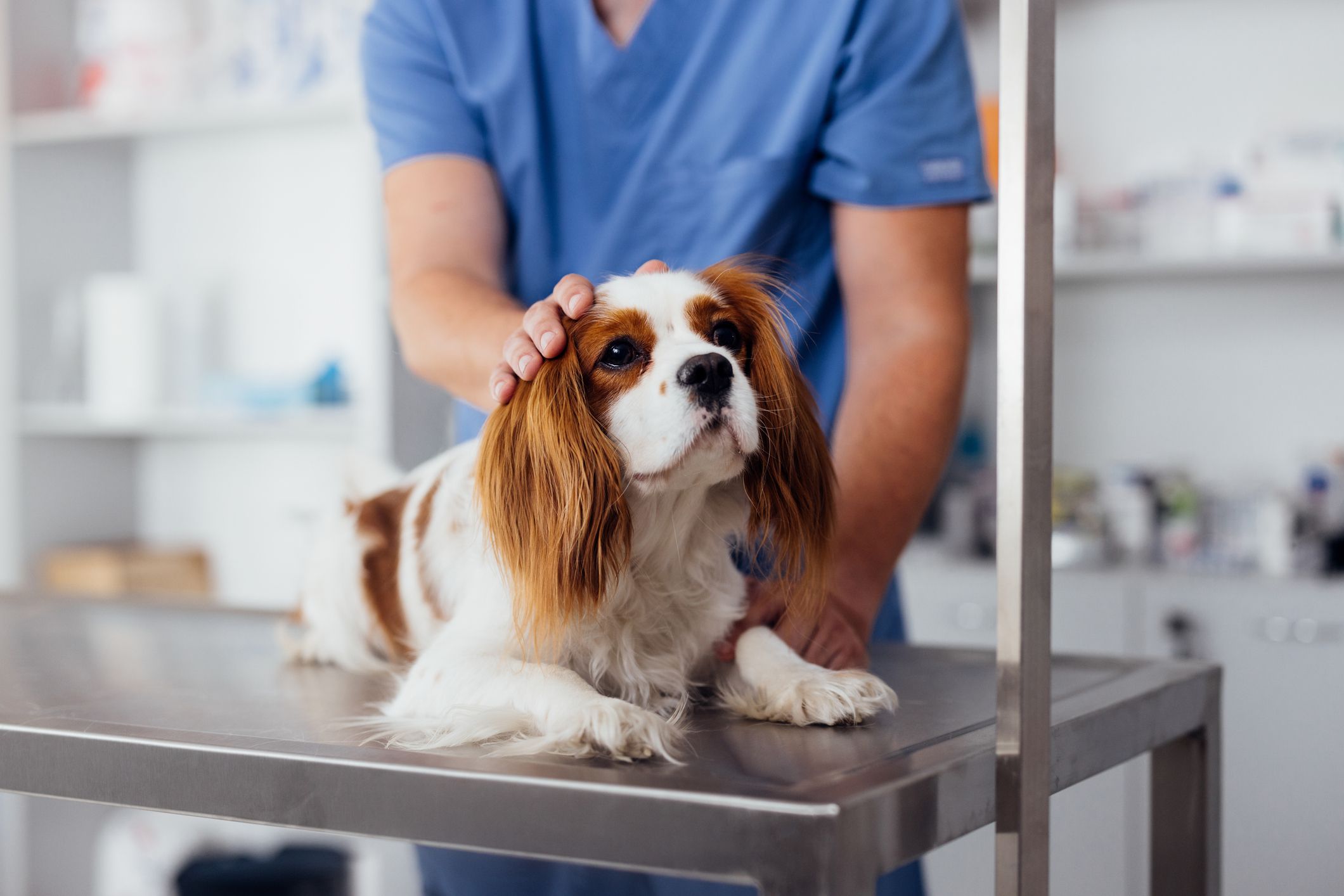 Vaccins essentiels ou optionnels : tout savoir sur la vaccination de son chien