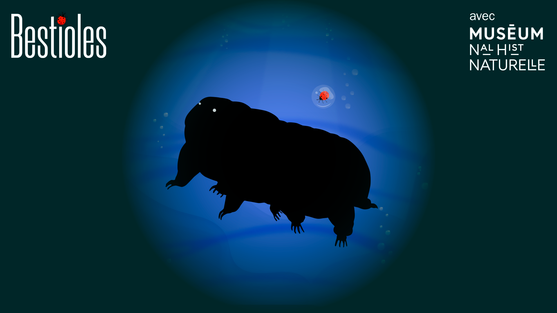 bestioles, le tardigrade