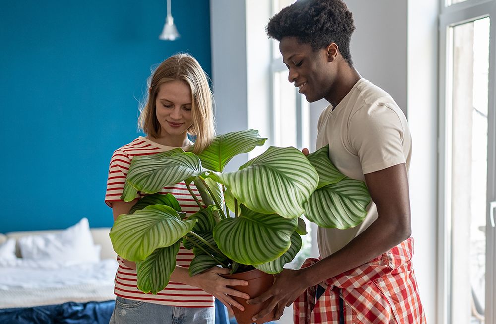 Offrir une plante