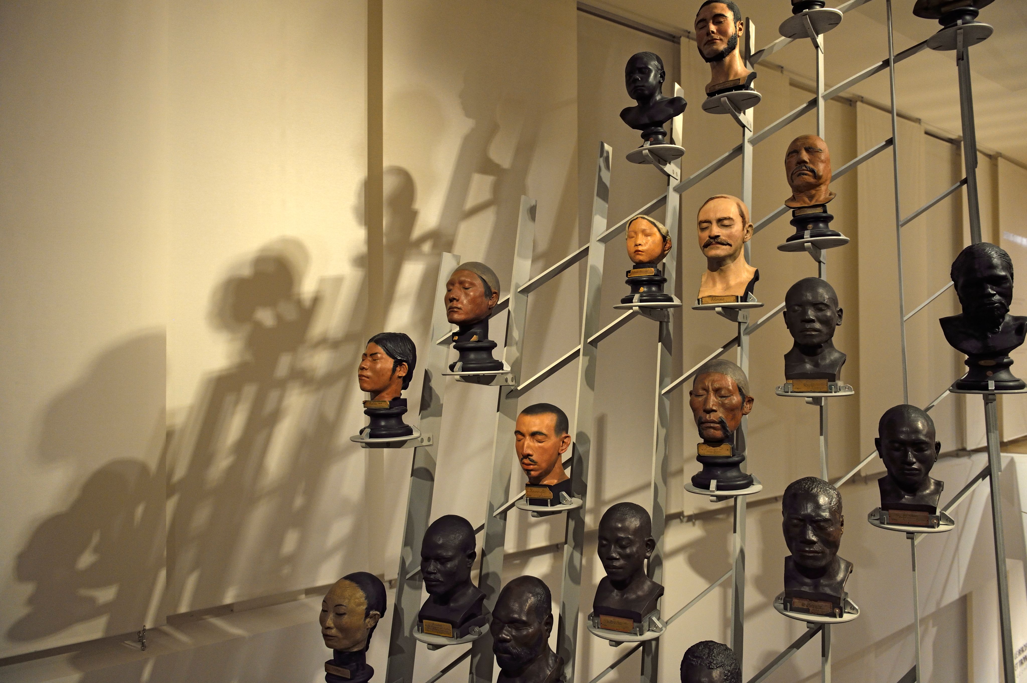 L'envolée des bustes, dans la galerie du Musée de L'Homme à Paris 