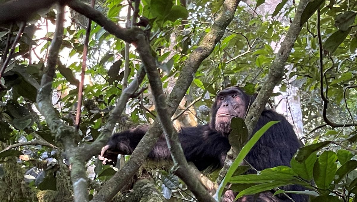 La clé des singes ©Radio France - Giv Anquetil