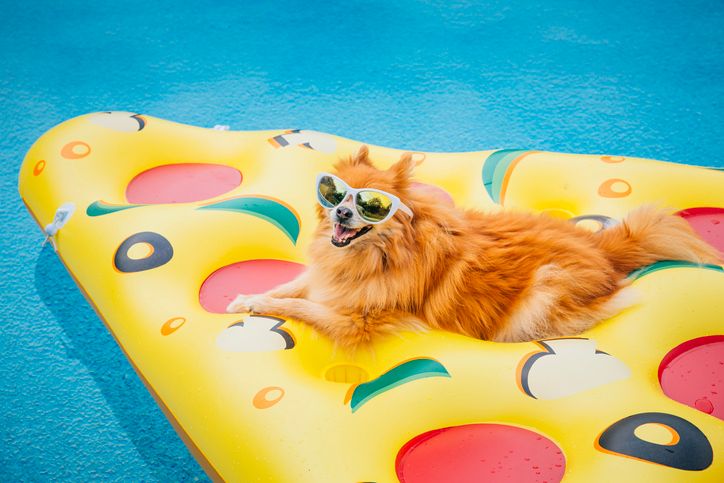 Piscine et bain de soleil d'un chien poméranien, appelé aussi "spitz nain". Illustration.